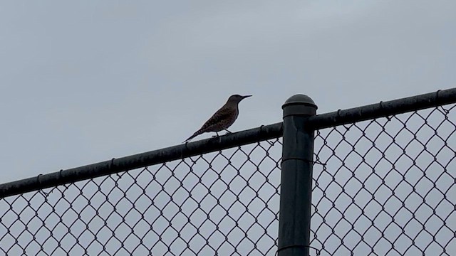 Декол золотистий [група cafer] - ML647479053