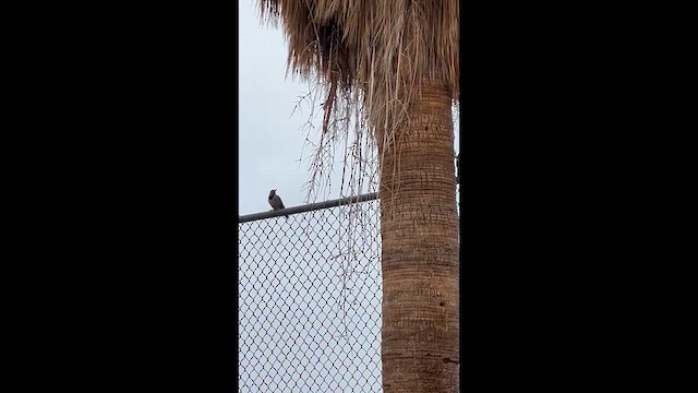 Декол золотистий [група cafer] - ML647479054