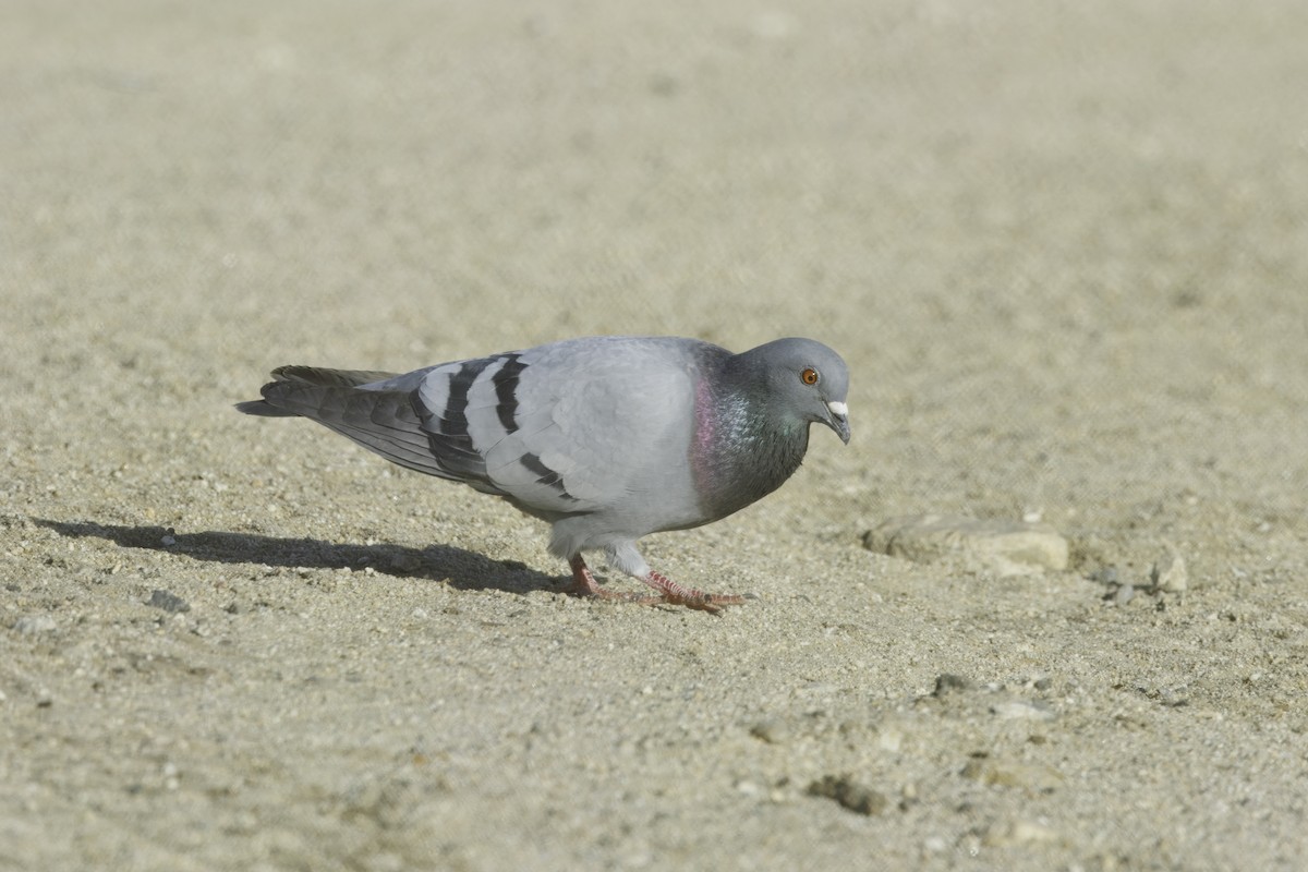 カワラバト（ドバト、家畜型） - ML647479055