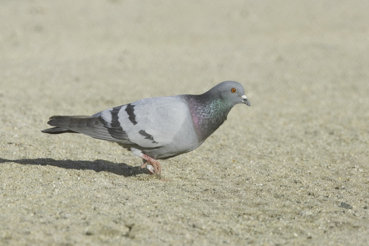 カワラバト（ドバト、家畜型） - ML647479056