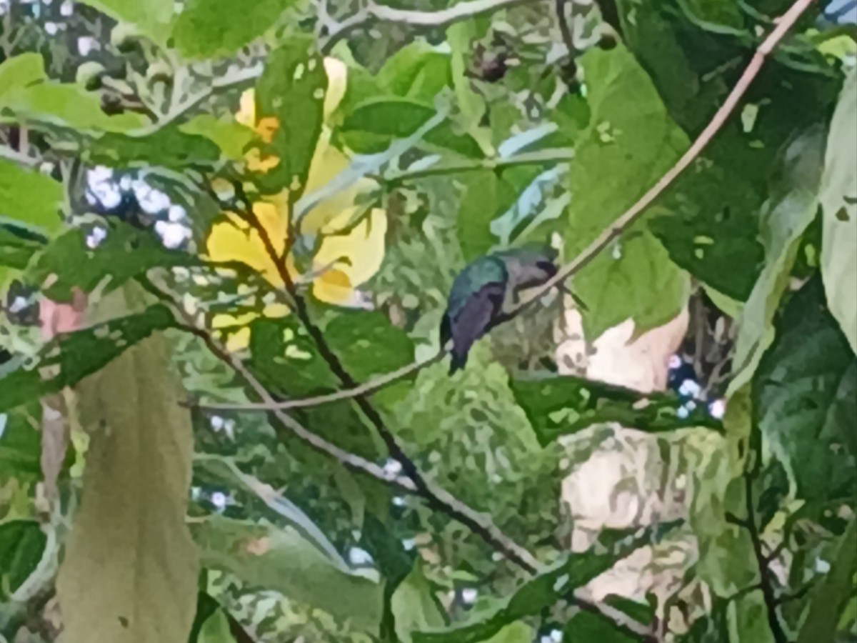 Violet-capped Woodnymph - ML647479058