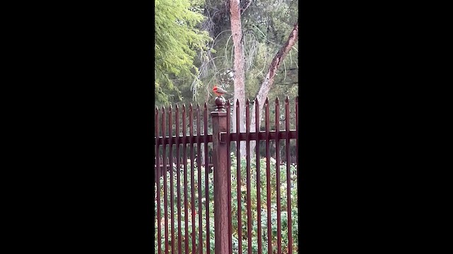 Москверо вогнистий - ML647479062