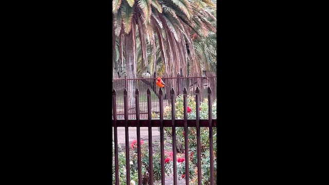 Москверо вогнистий - ML647479063