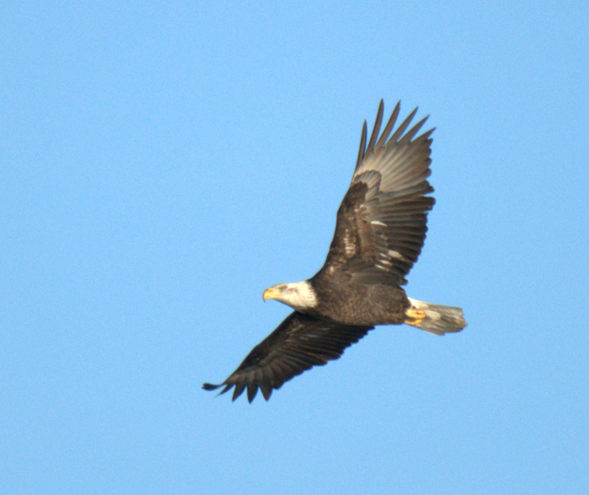 Bald Eagle - ML647479075