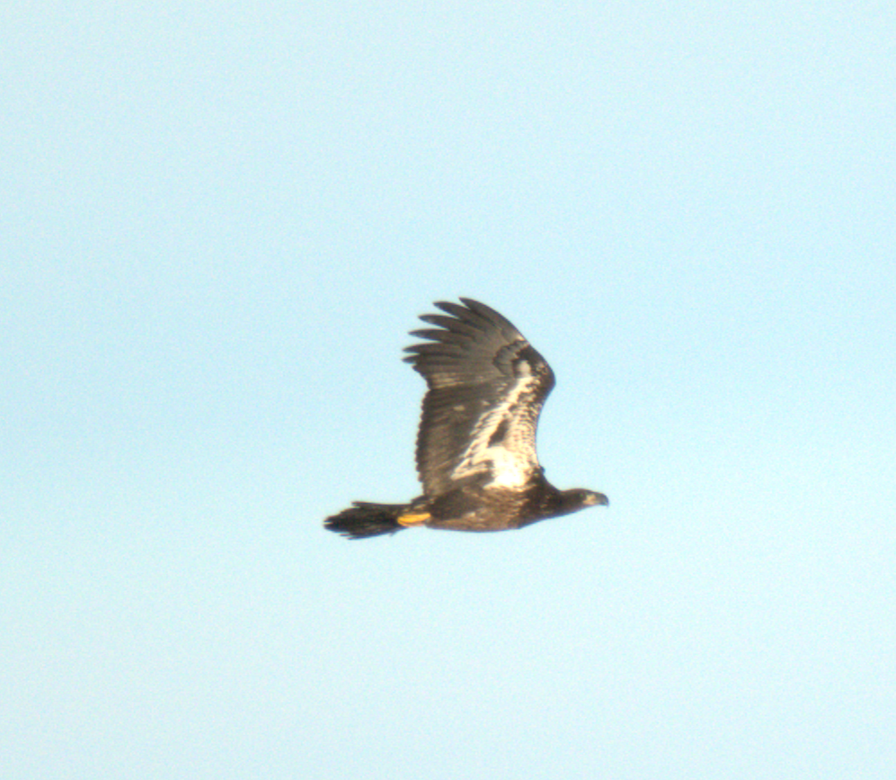 Bald Eagle - ML647479078