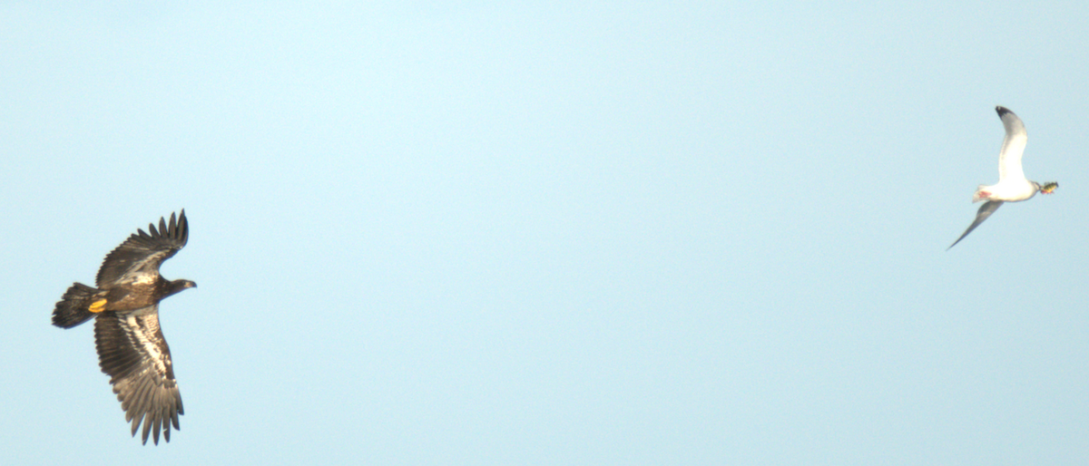 Bald Eagle - ML647479081