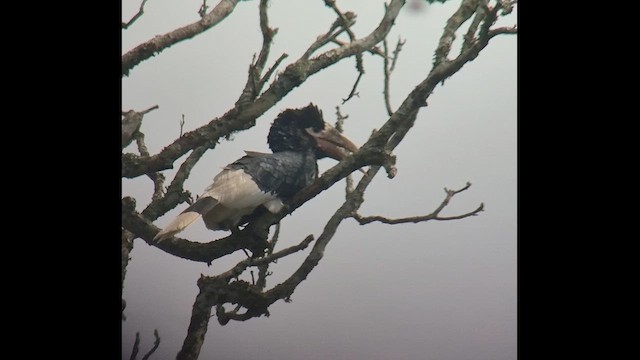 Калао екваторіальний - ML647479084