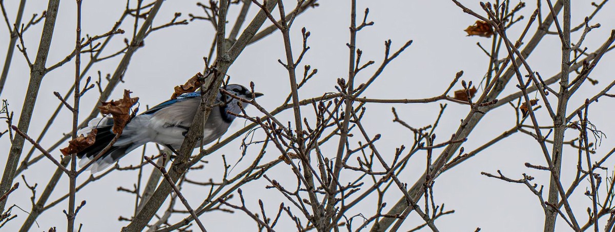 Blue Jay - ML647479114