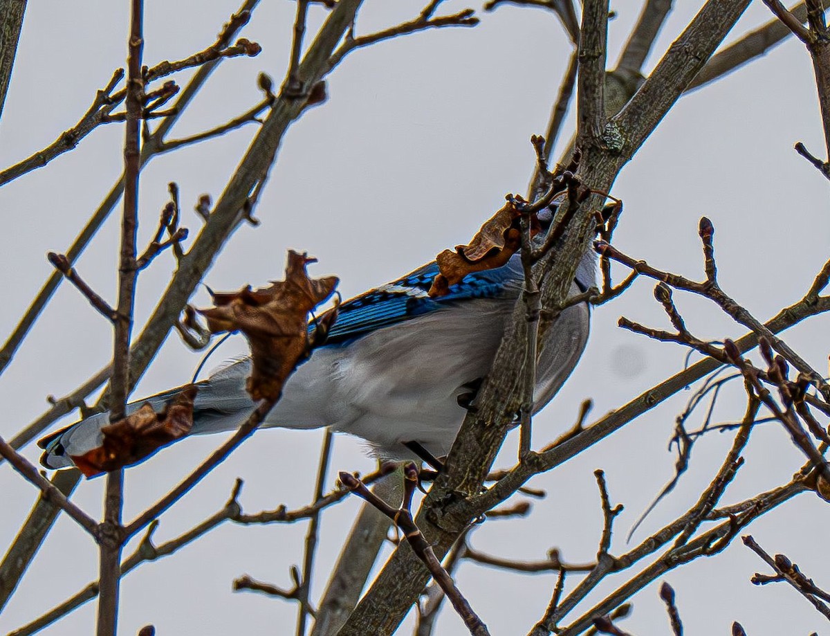 Blue Jay - ML647479115