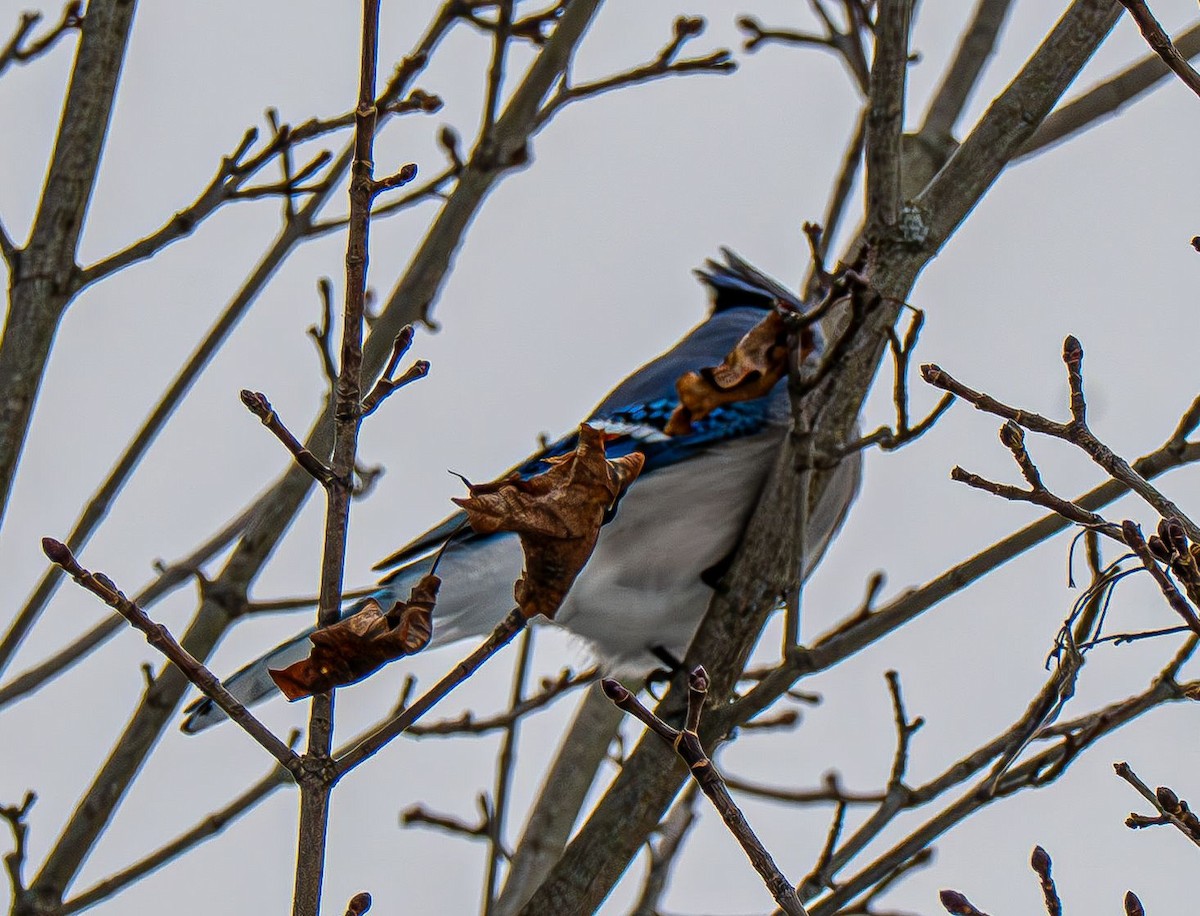 Blue Jay - ML647479116