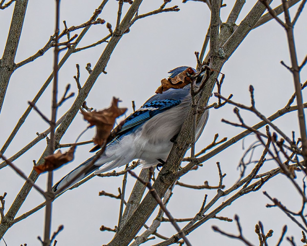Blue Jay - ML647479117