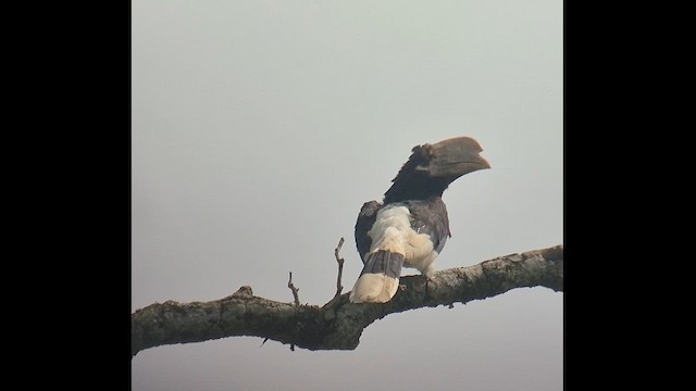 Калао екваторіальний - ML647479120