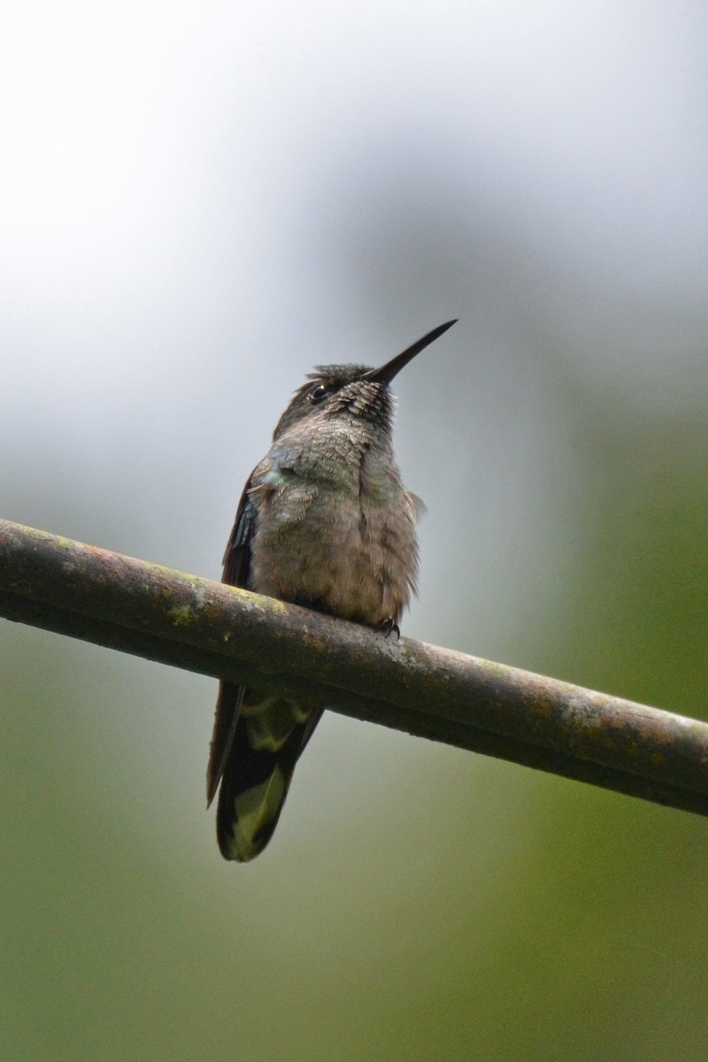 Scaly-breasted Hummingbird - ML647479123