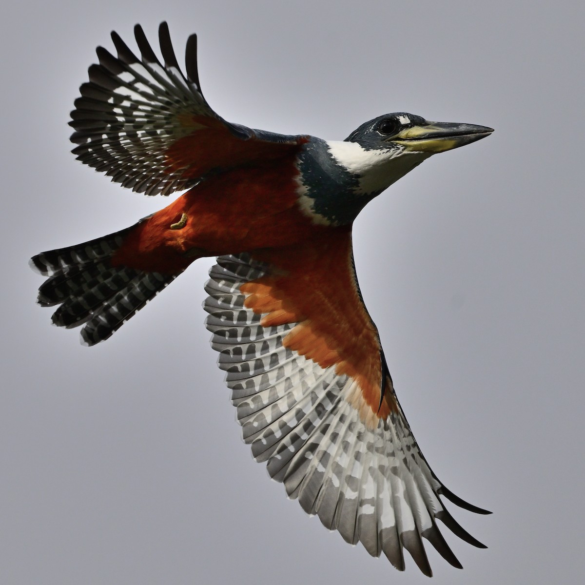 Ringed Kingfisher - ML647479126