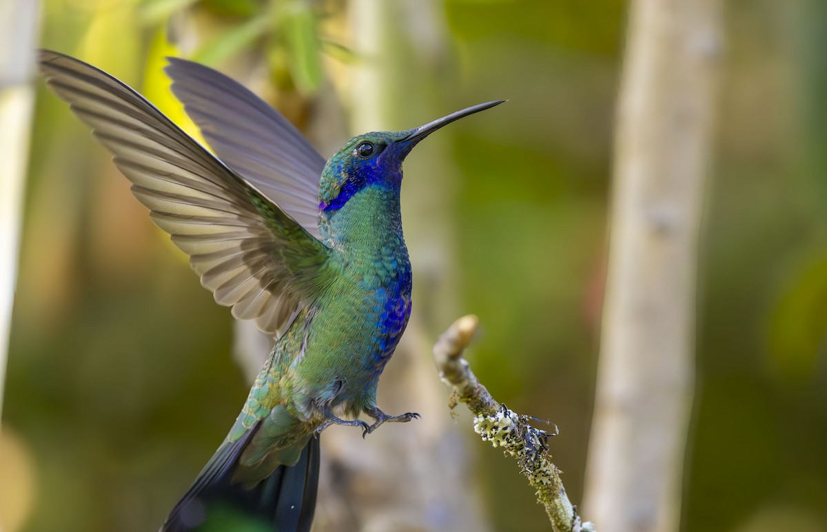 Sparkling Violetear - ML647479132