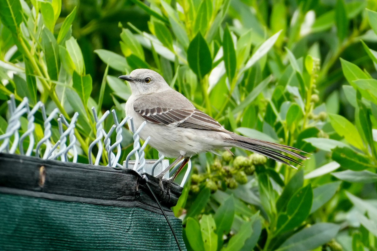 Northern Mockingbird - ML647479139