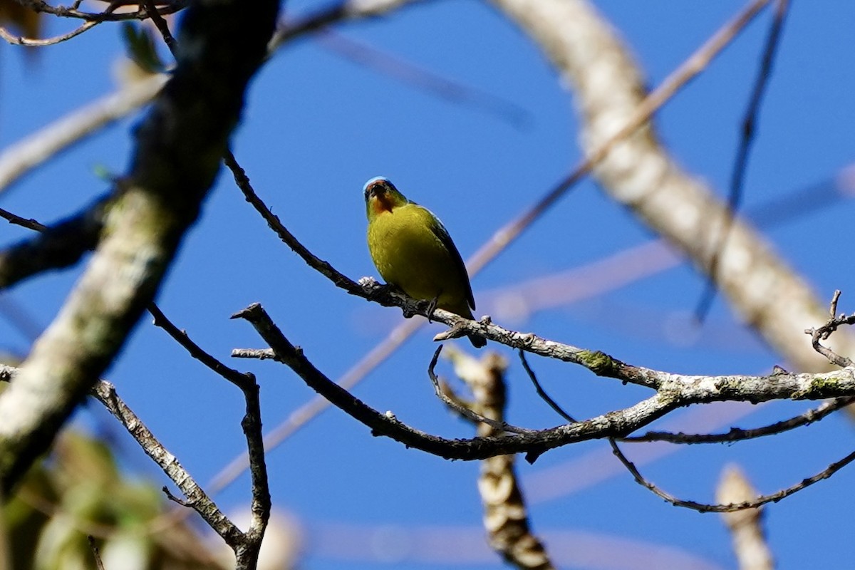 Elegant Euphonia - ML647479140