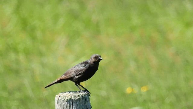Трупіалець пурпуровий - ML647479142