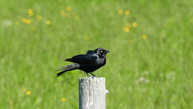 Трупіалець пурпуровий - ML647479143