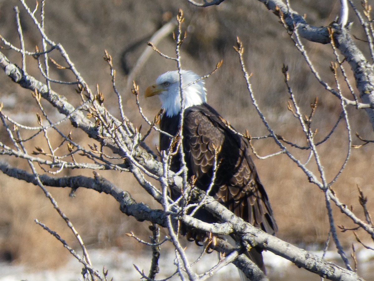 Bald Eagle - ML647479152
