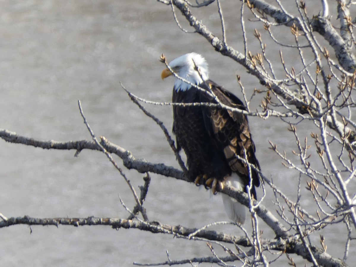 Bald Eagle - ML647479153