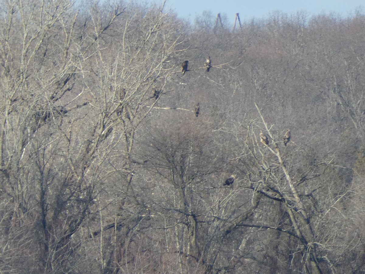 Bald Eagle - ML647479154