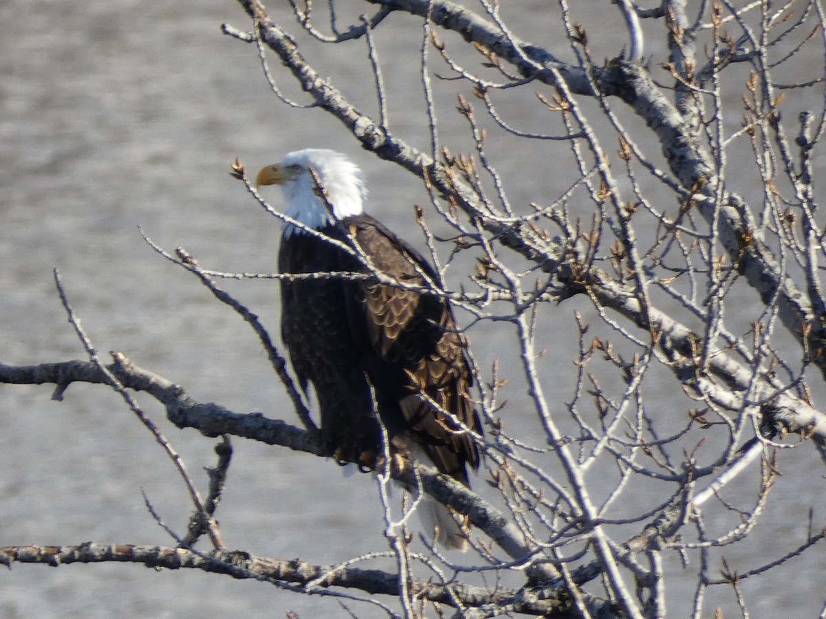 Bald Eagle - ML647479155