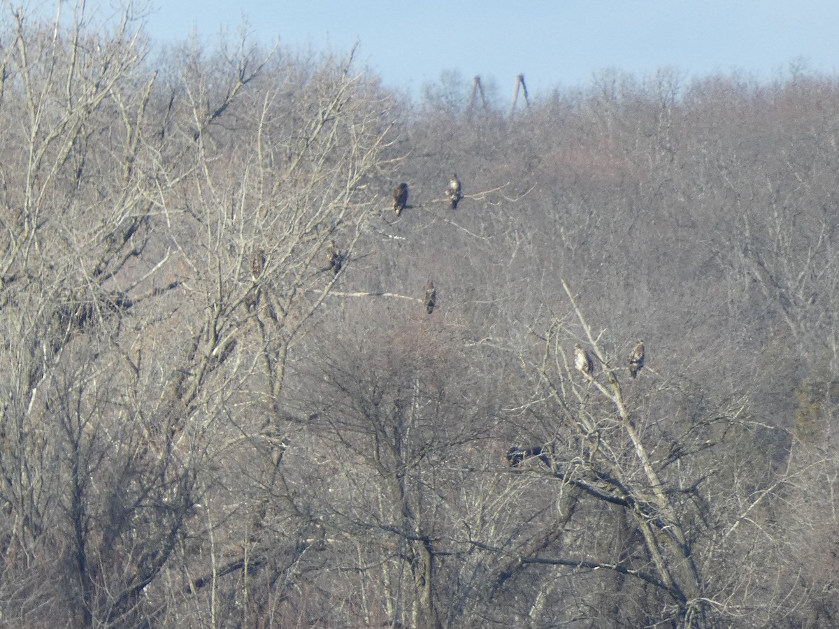 Bald Eagle - ML647479156