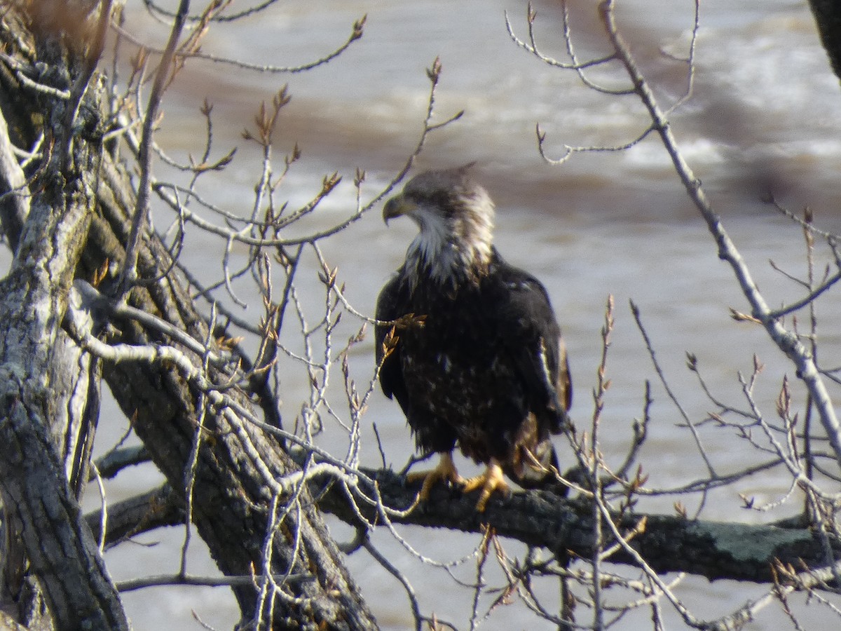 Bald Eagle - ML647479157