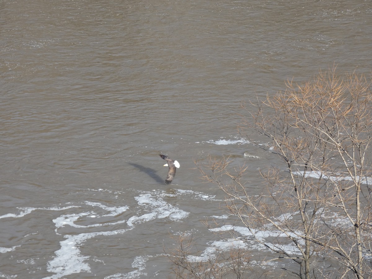 Bald Eagle - ML647479158