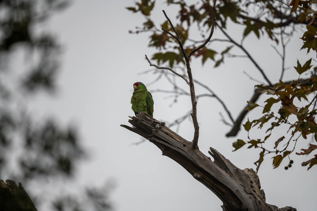 Red-crowned Amazon - ML647479168