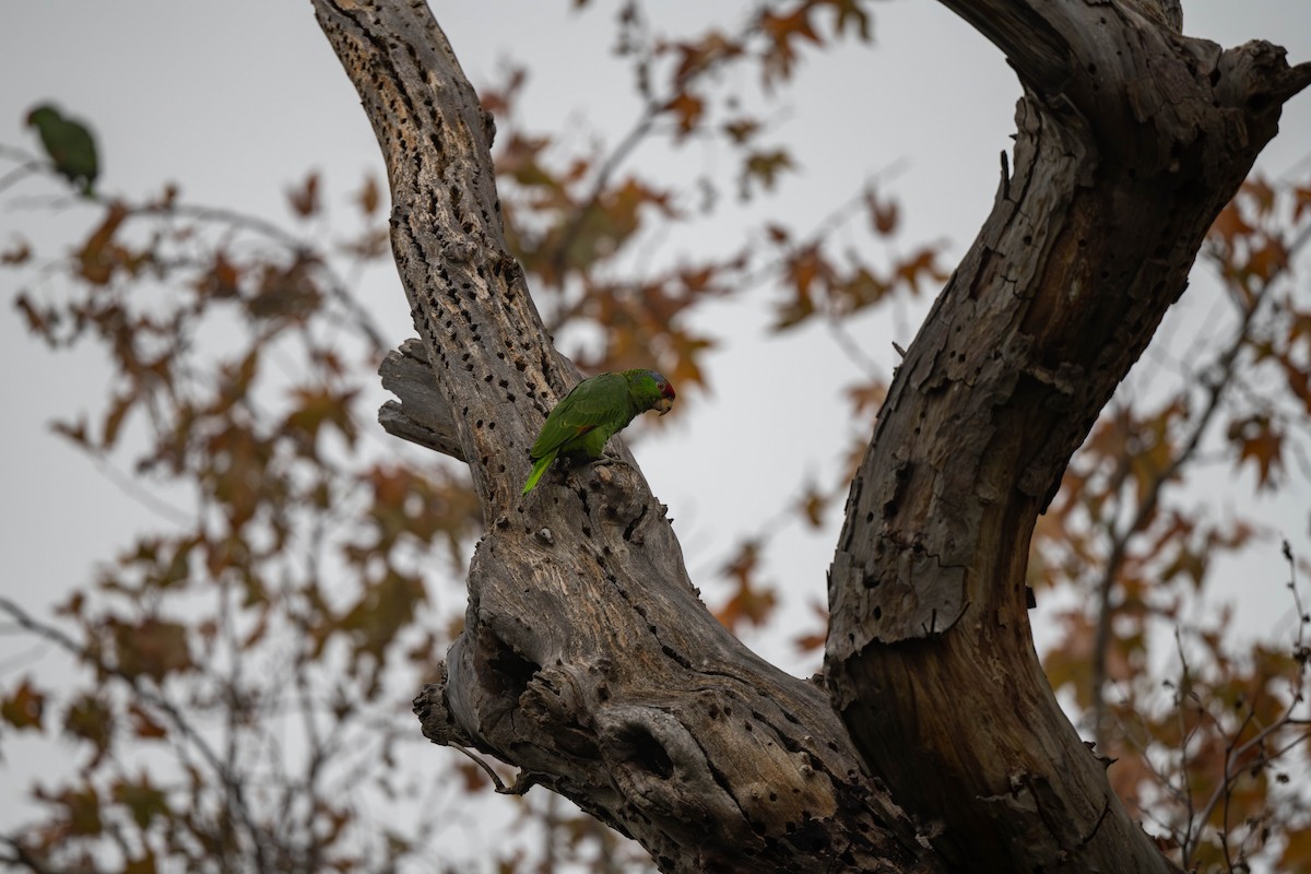 Red-crowned Amazon - ML647479170