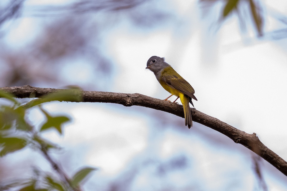 Gray-headed Canary-Flycatcher - ML647479172