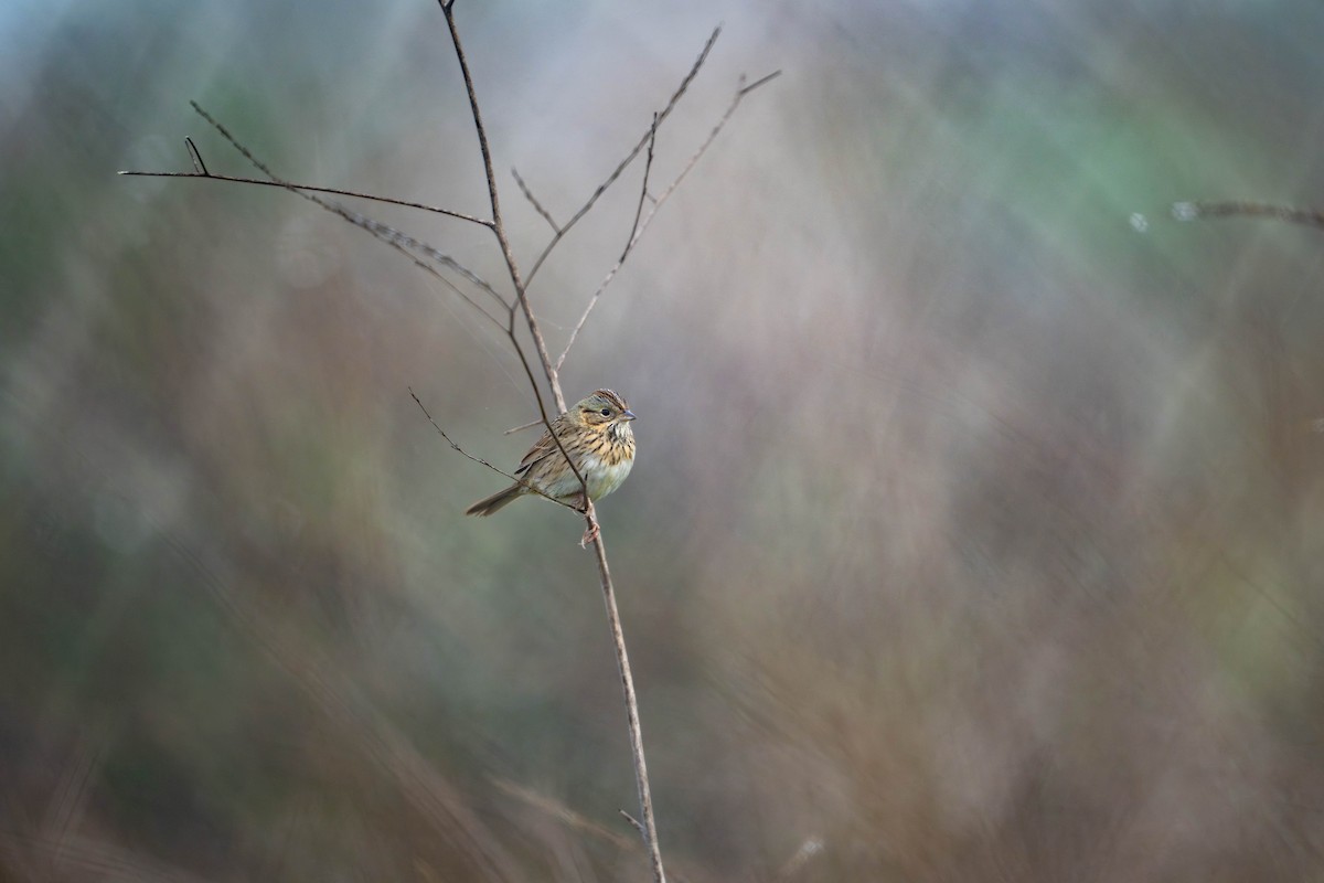 Lincoln's Sparrow - ML647479181