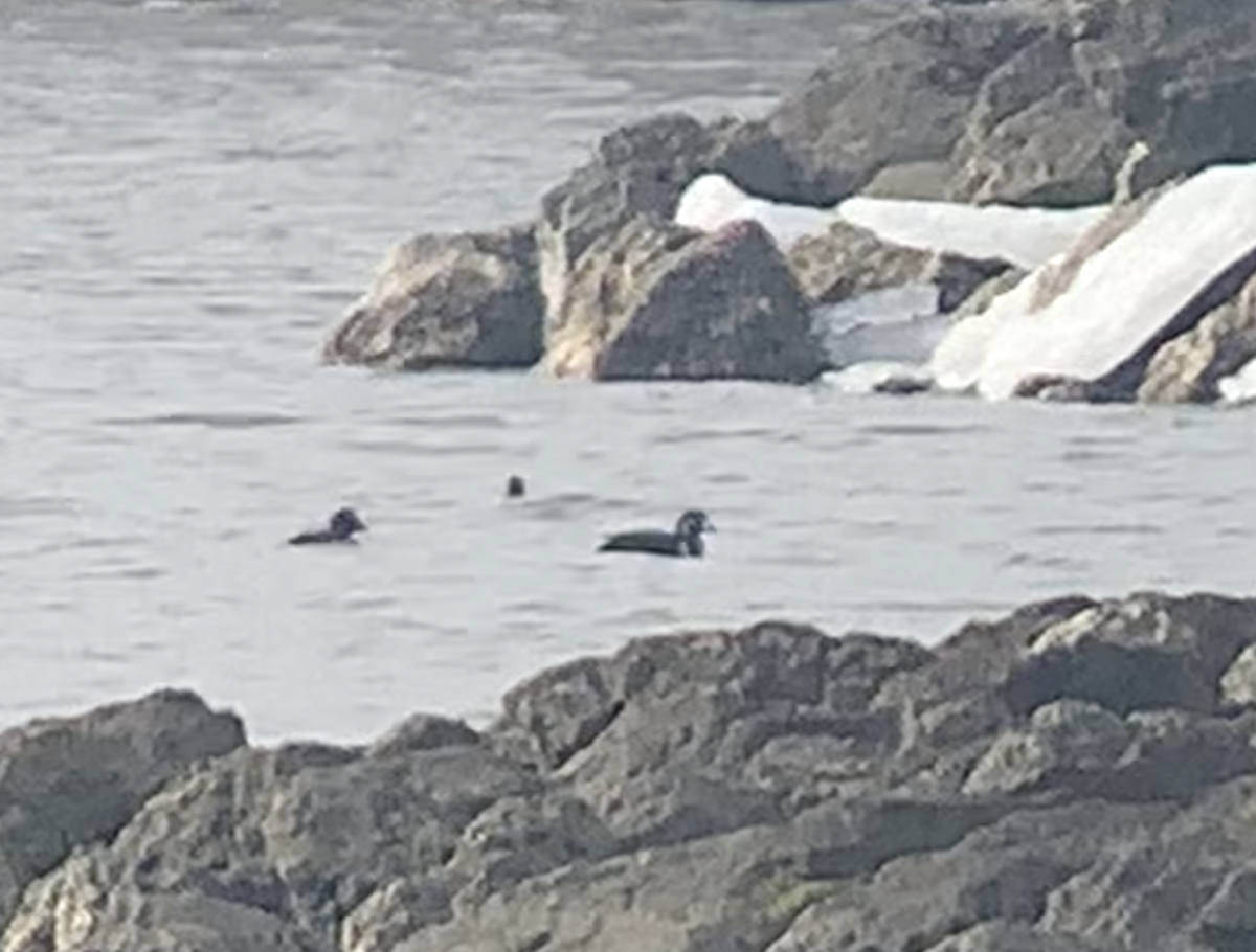 Ahate arlekina - ML647479190