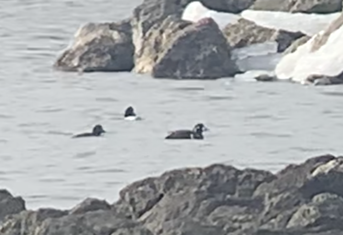 Ahate arlekina - ML647479191