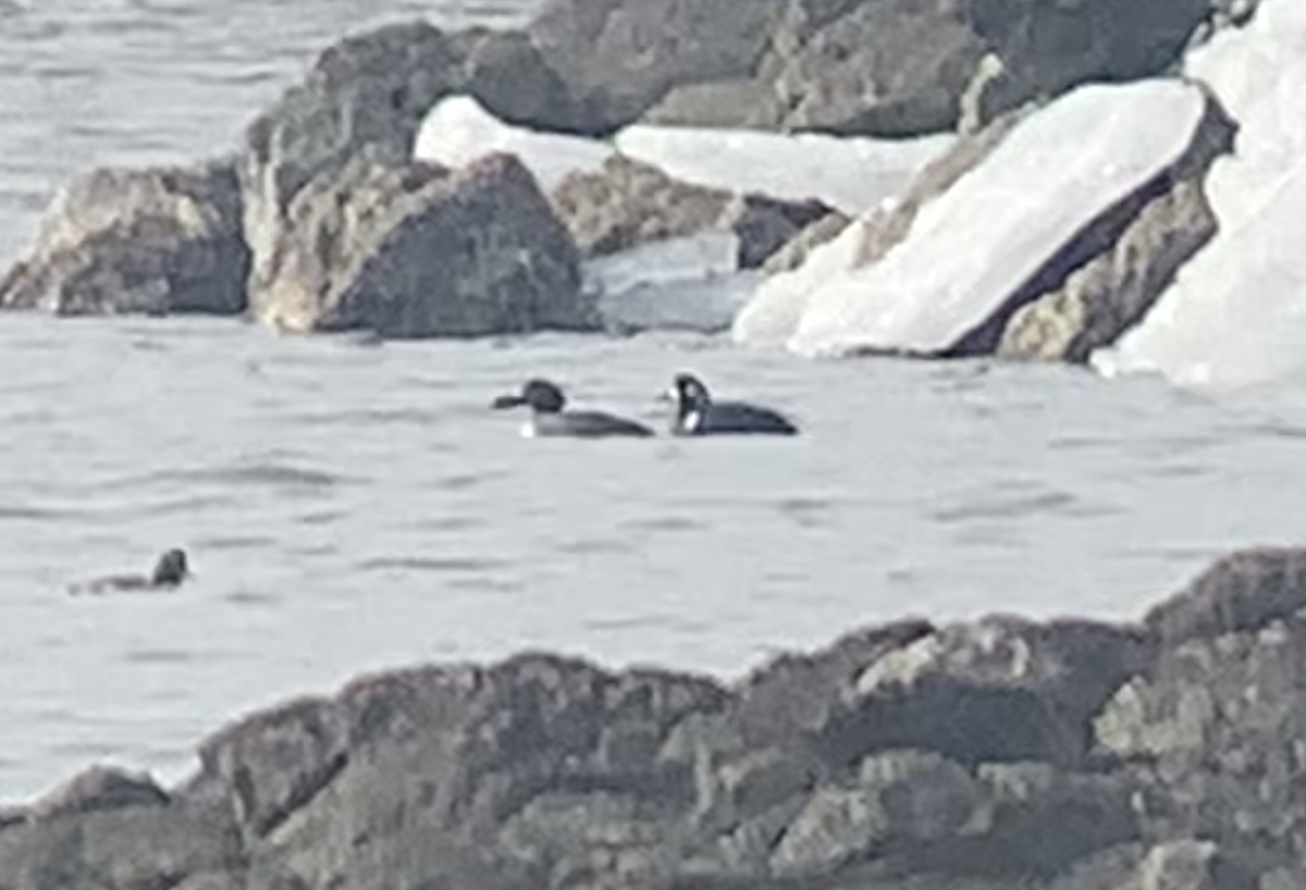 Ahate arlekina - ML647479194