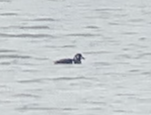 Ahate arlekina - ML647479195