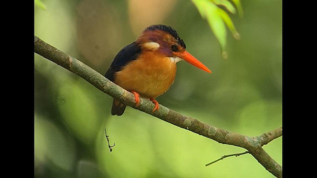 Рибалочка-крихітка синьоголовий - ML647479196