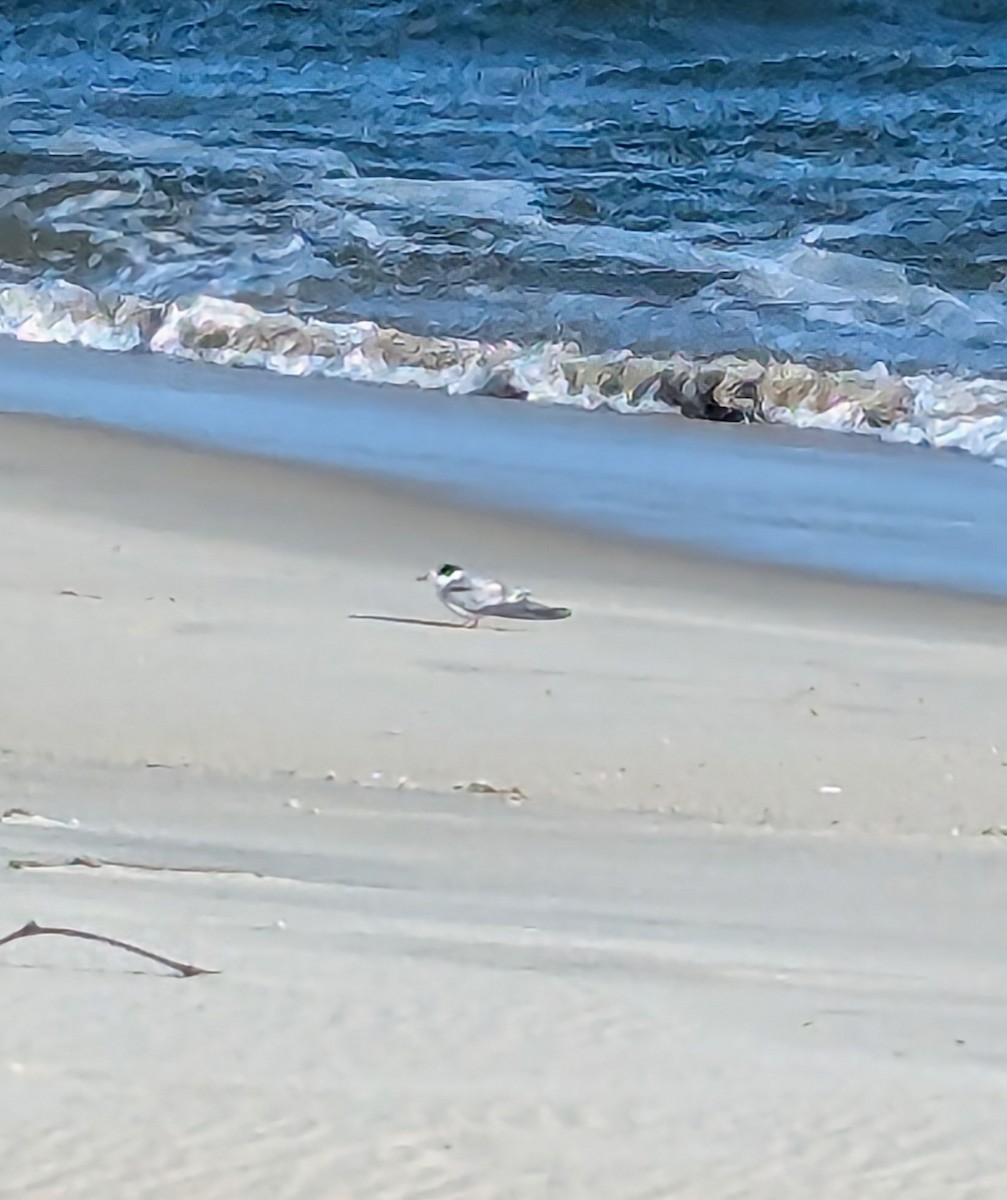 Common Tern - ML647479204