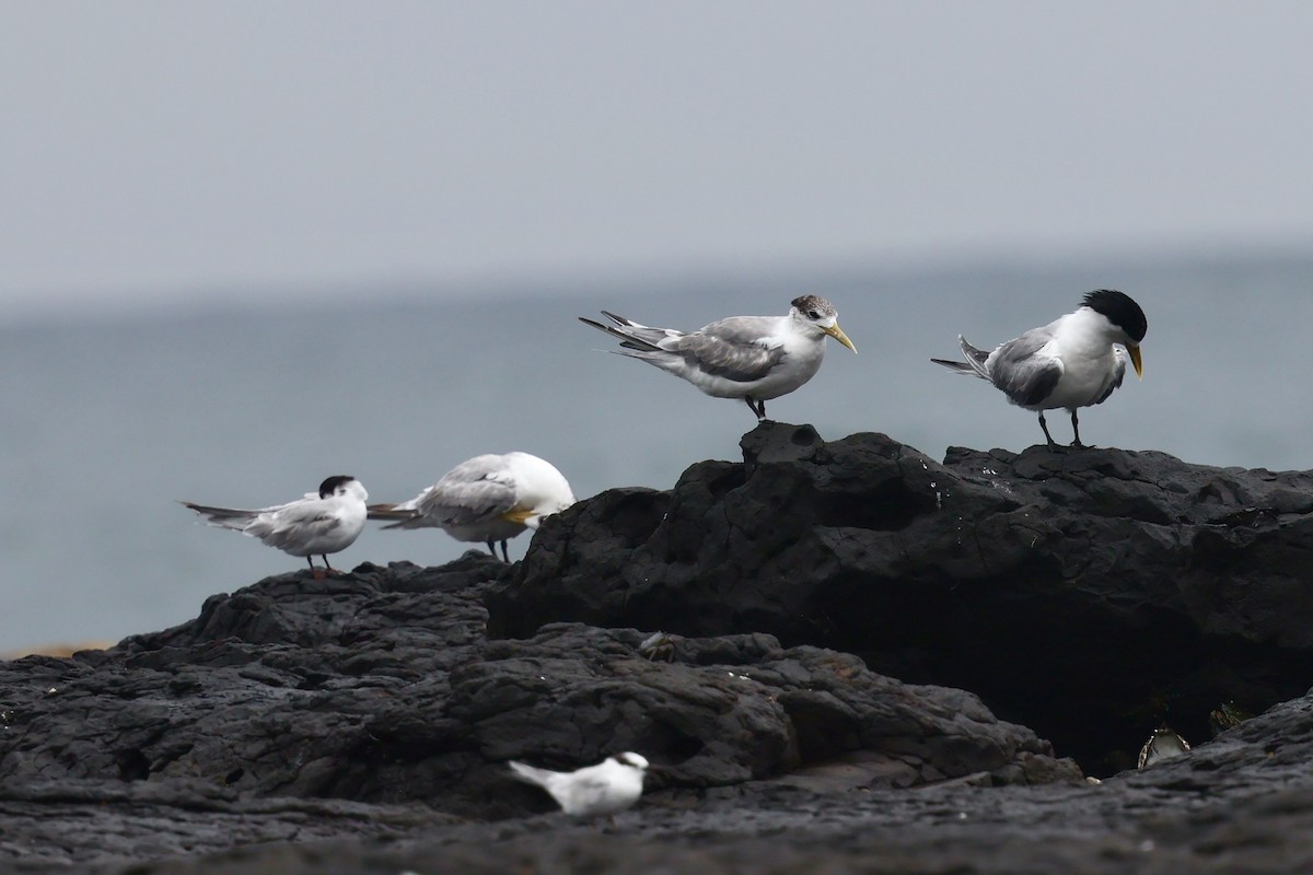 Great Crested Tern - ML647479205