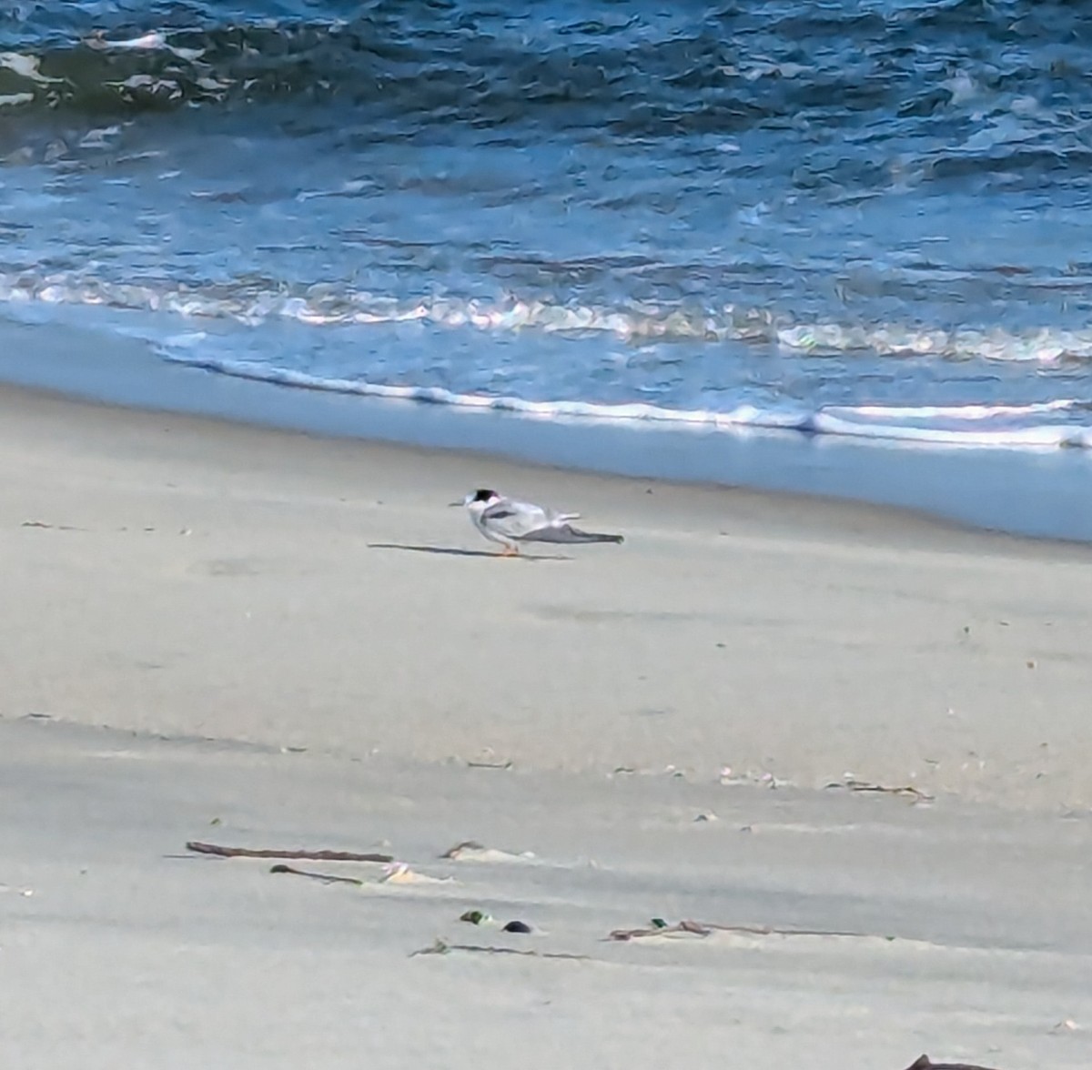 Common Tern - ML647479218