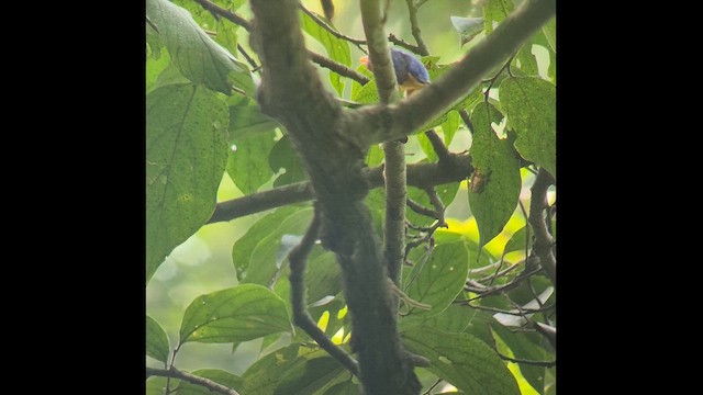 Рибалочка-крихітка африканський - ML647479234