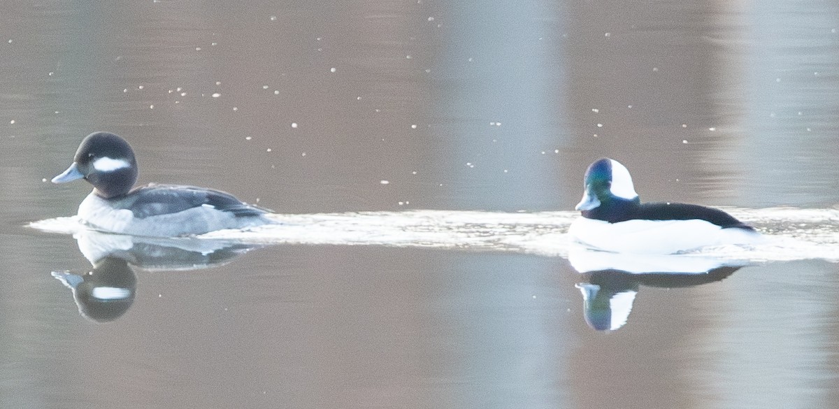 Гоголь-головастик - ML647479238