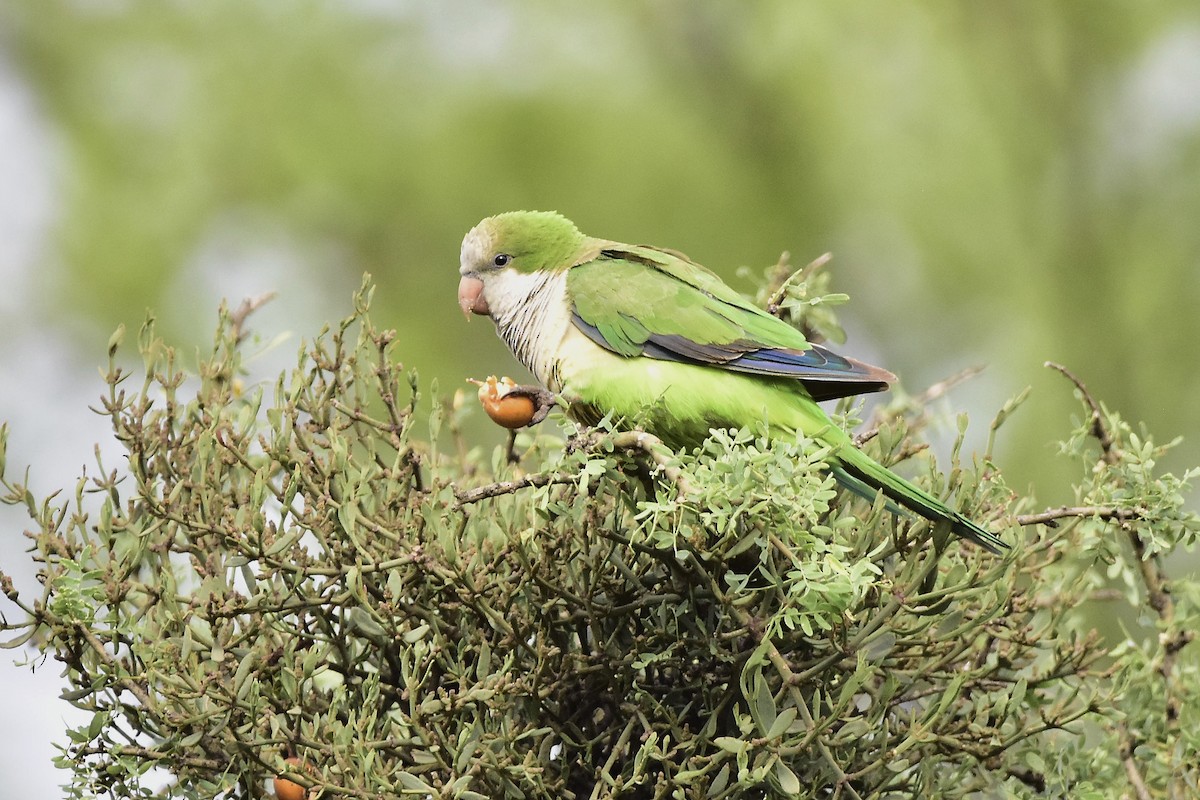 和尚鸚鵡 - ML647479240