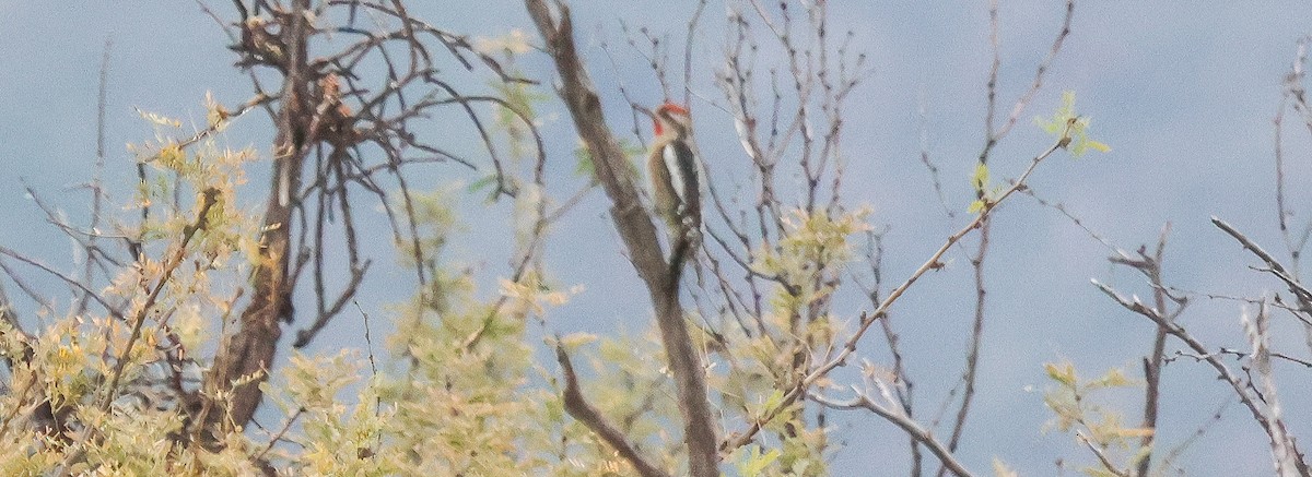 Rotnacken-Saftlecker - ML647479241