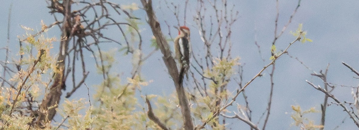 Rotnacken-Saftlecker - ML647479244