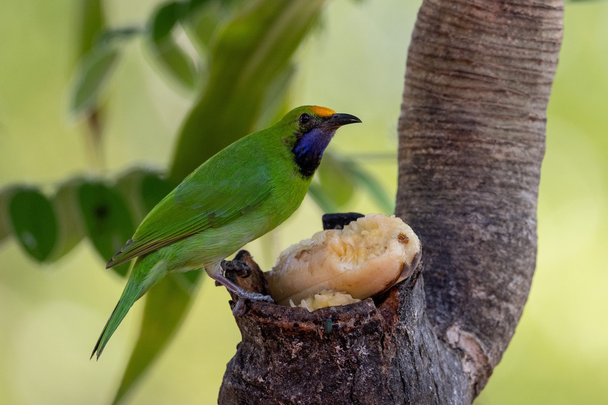 Золотолобая листовка - ML647479249