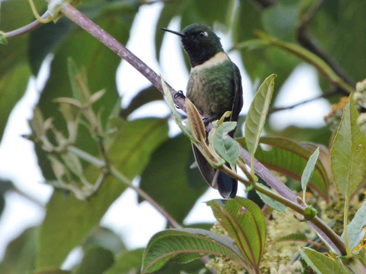Amethyst-throated Sunangel - ML647479258