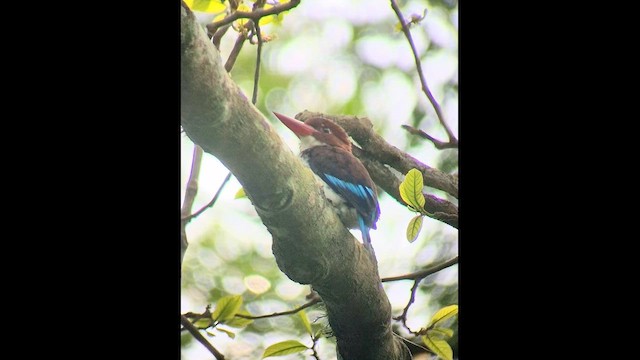 Chocolate-backed Kingfisher - ML647479274